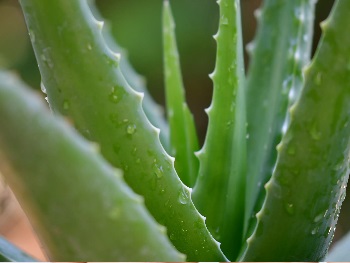 GEL PURO ALOE